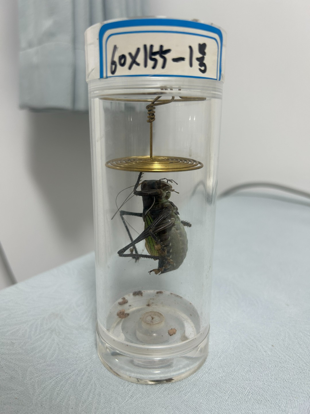 60×155罐里的蝈蝈 药蝈蝈