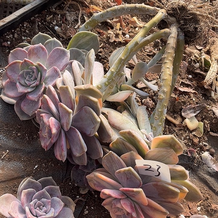 花***紫乐景23号多肉植物精品