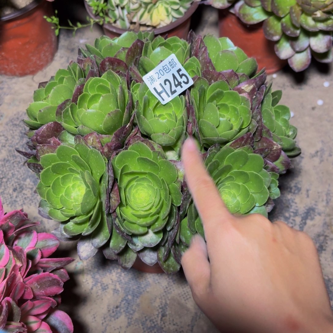 245多肉植物捧花的