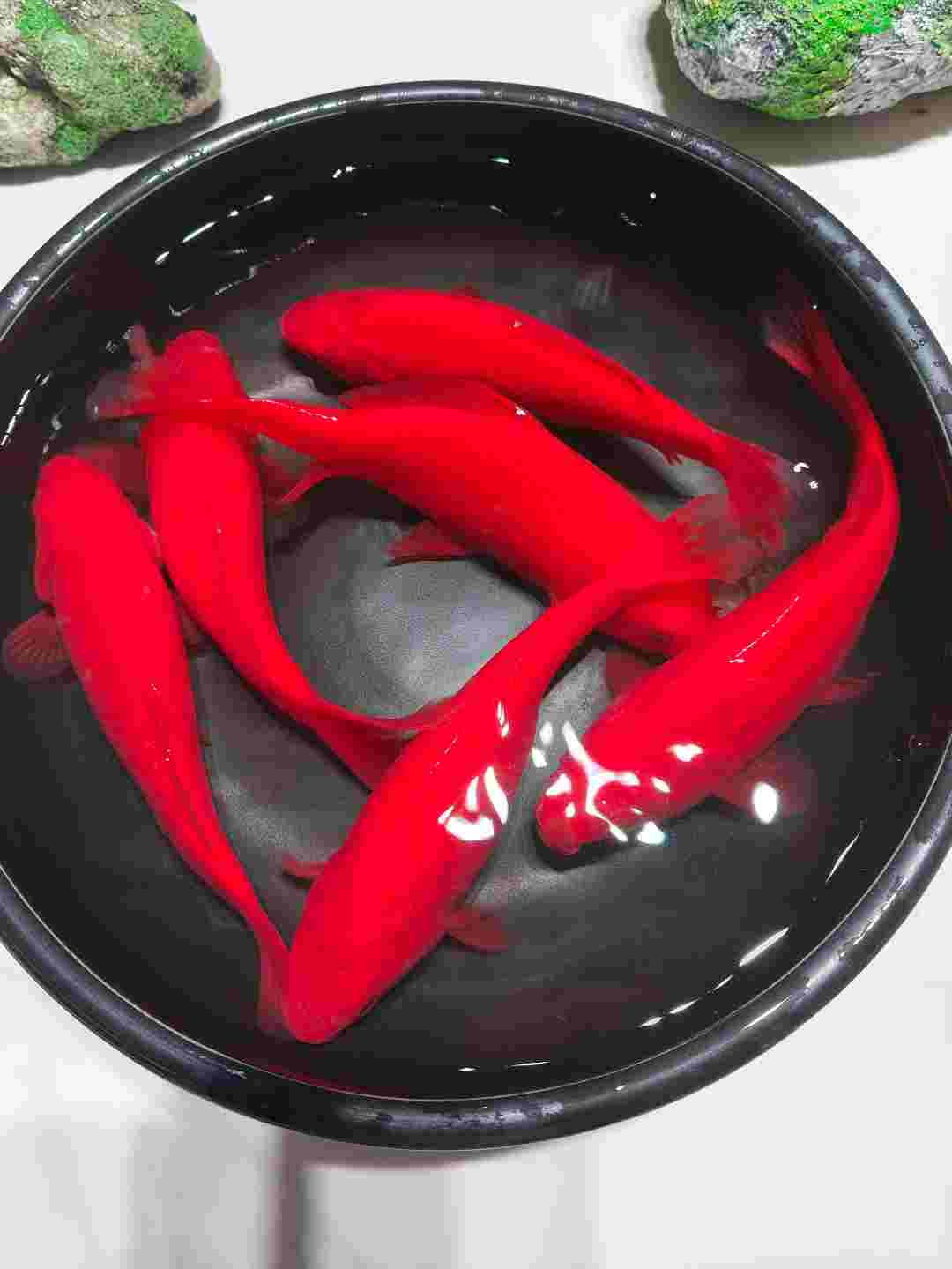 观赏鱼冷水鱼淡水鱼好养耐活各种品种