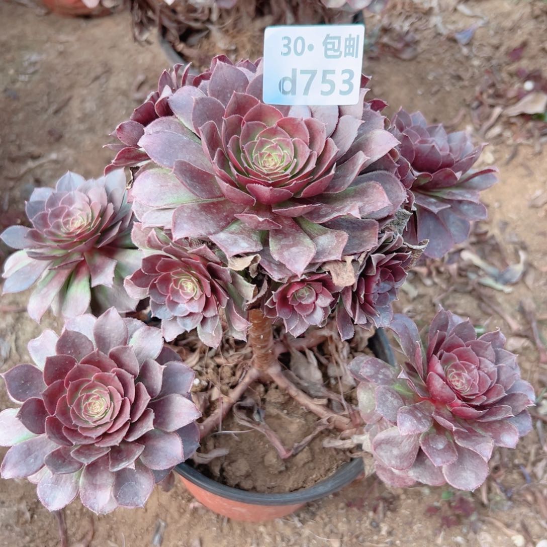 753红魔多肉法师