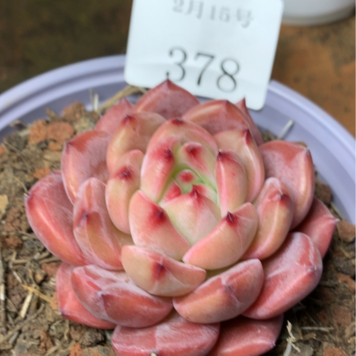 【闪购商品】云378