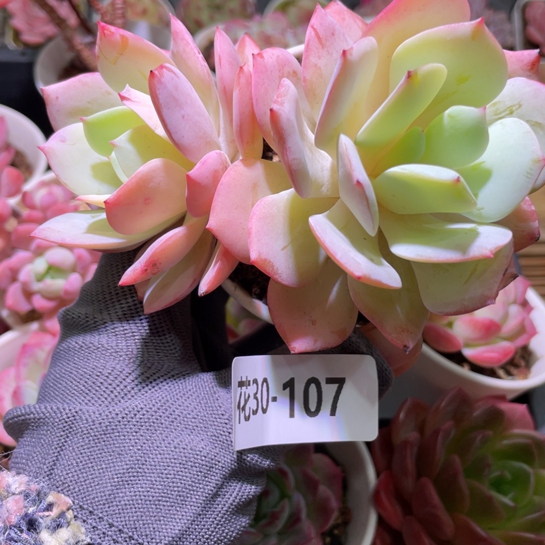 花利美30-107恋曲