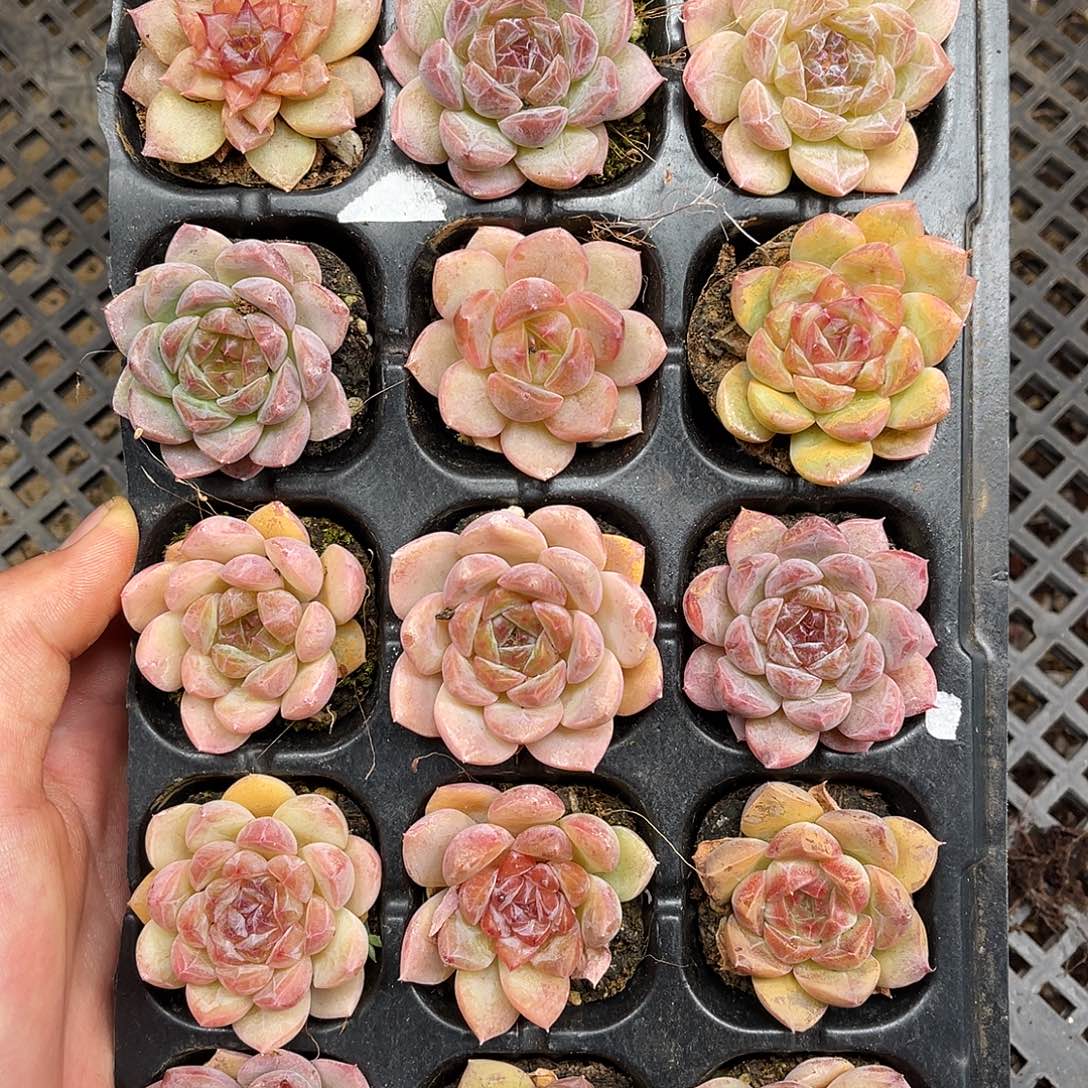 多肉一物一拍13-160