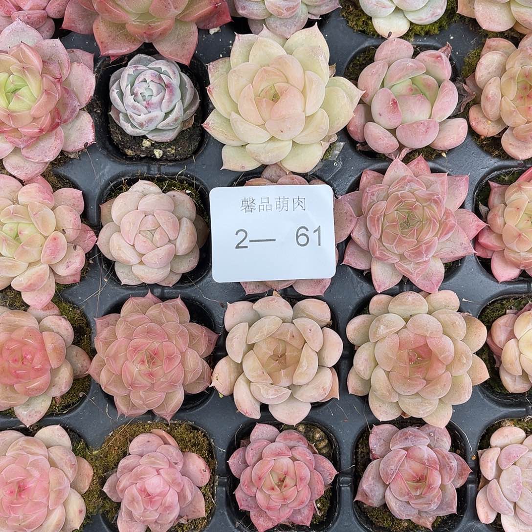 多肉植物一物一拍2-61