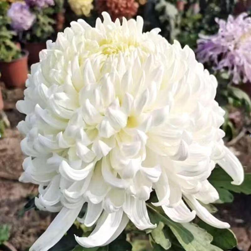 ［白万圣］九月菊盆栽开花室内外阳台可种植