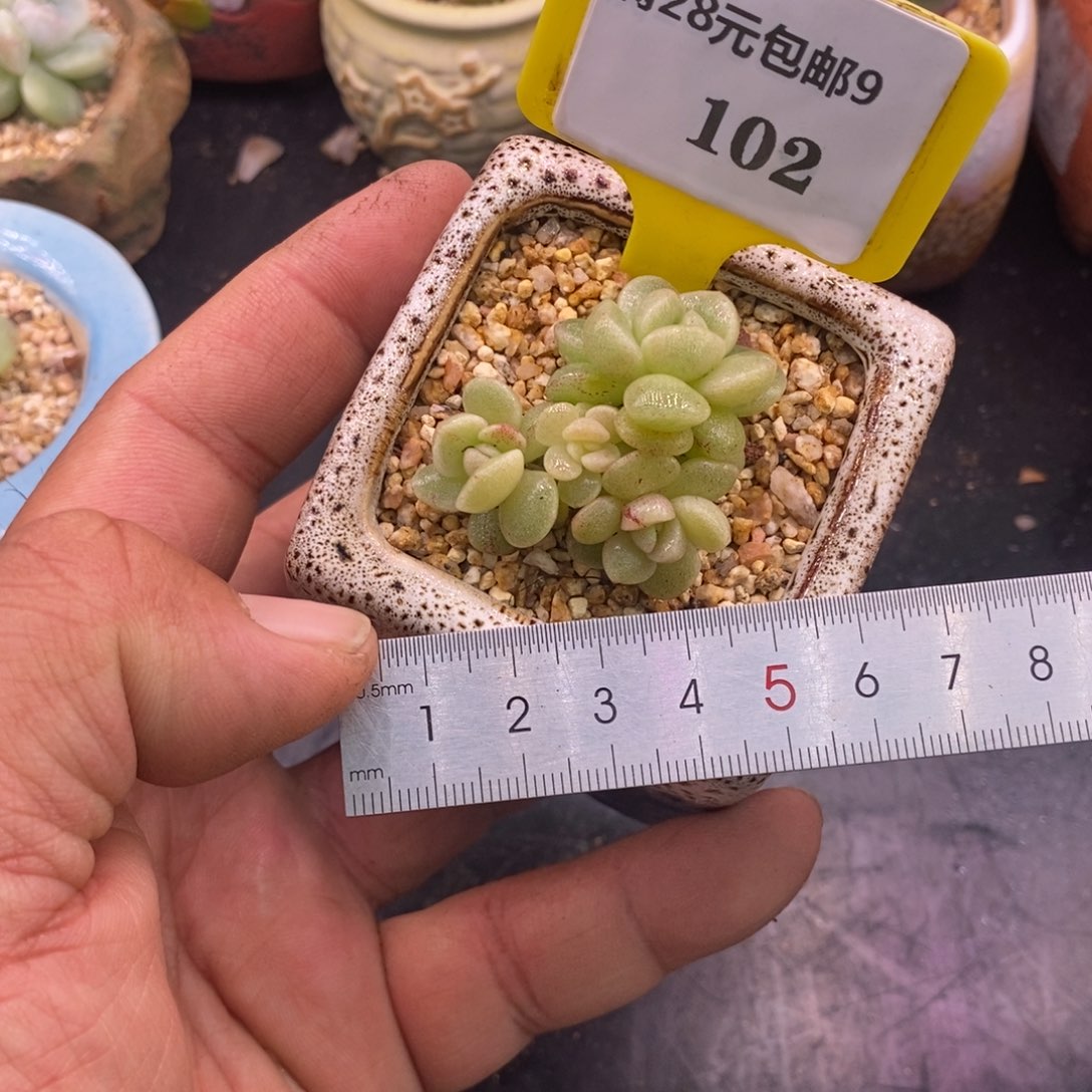 9102小脸冰玉石化4头福利