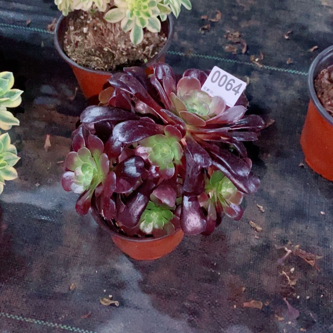 雨**晴欧紫0064多肉1111