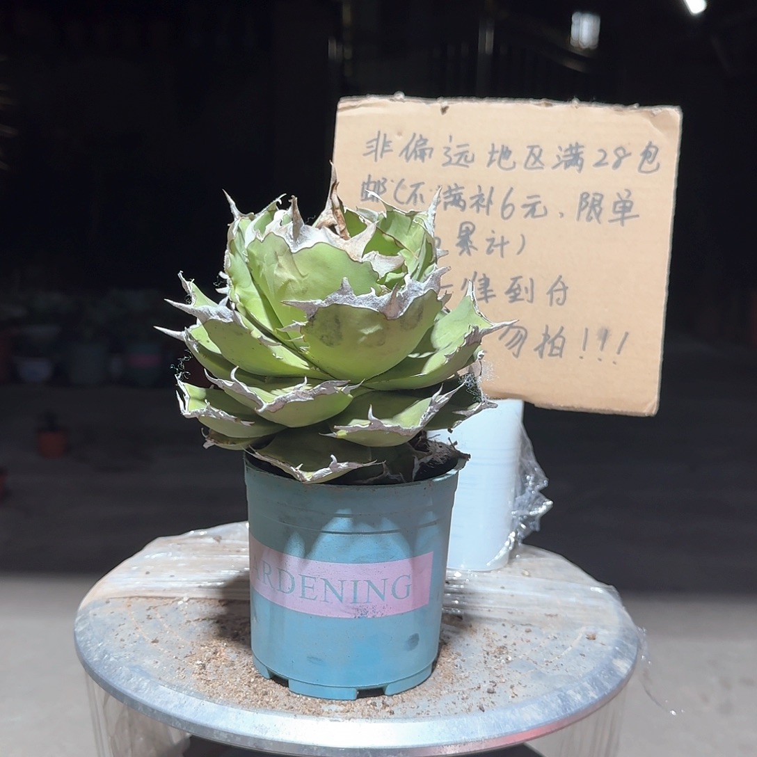 完全开放螃仁王冠龙舌兰