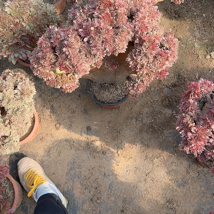 喜****8缀话脱土发货缀话