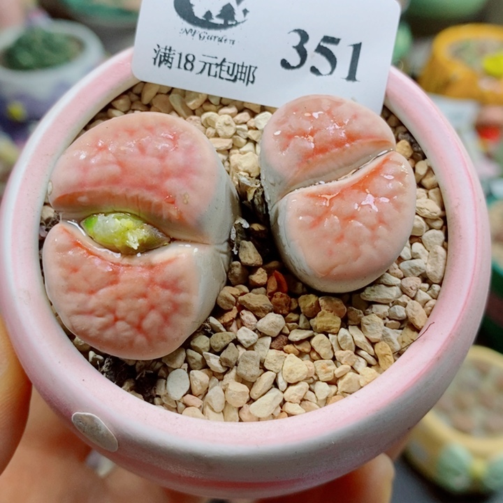 Q***y生石花花花花花花花351