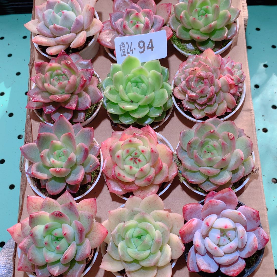 24-94一物一拍多肉带盆18颗