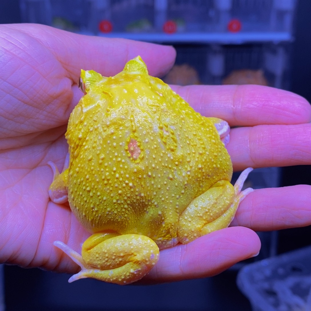 角蛙超级皮卡丘➕加热垫一个