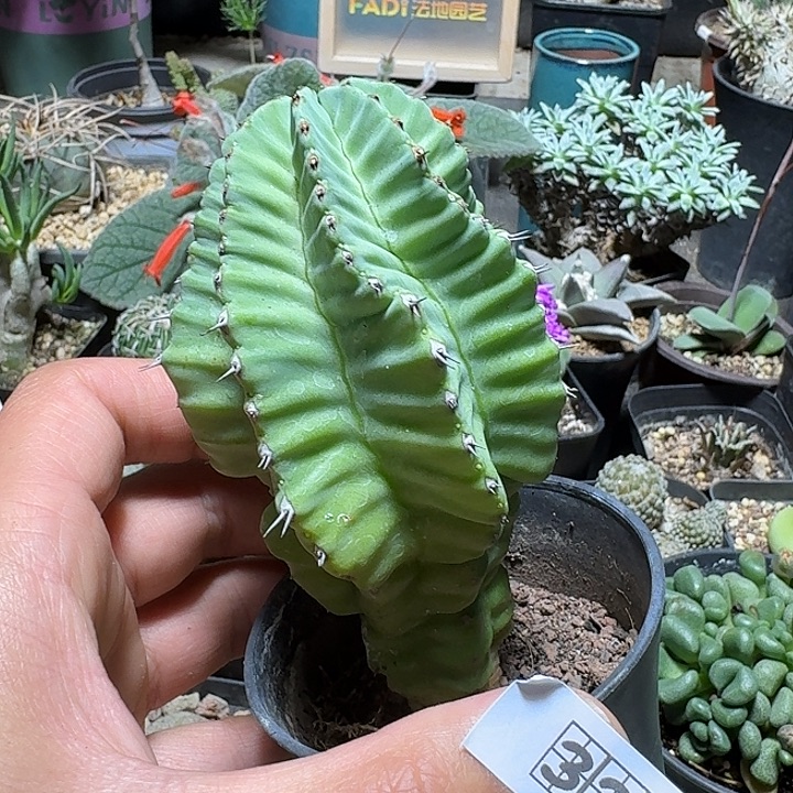 327无刺魁伟玉脱土发货