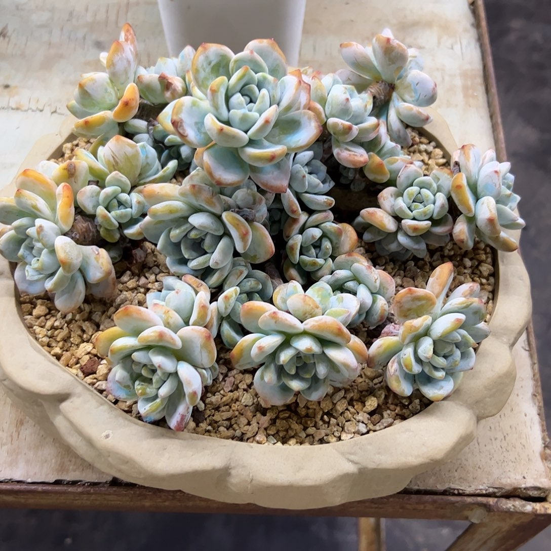 冷香杂48 零零多肉植物