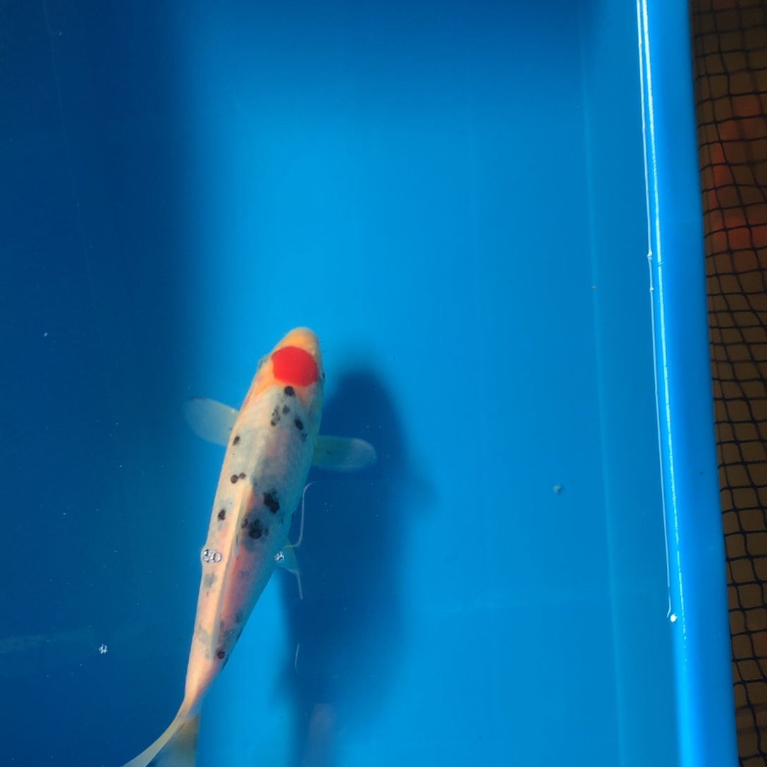 锦鲤粉丝福利竞拍