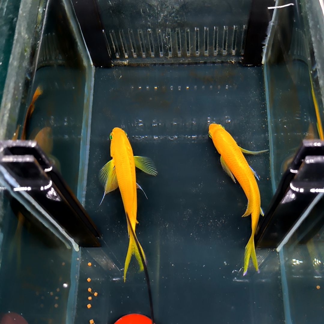 海水鱼黄紫印10➕两条120+120/运40/6-78-23