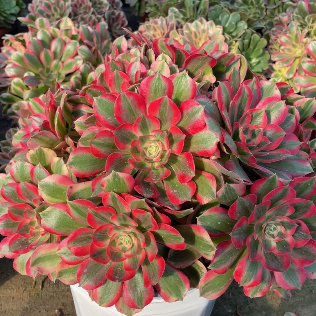 641七彩石大绣球精品法师老桩