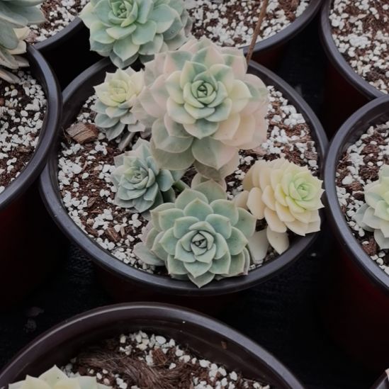 白牡丹超白锦（景天科的）