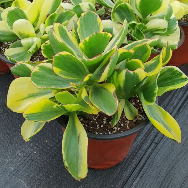 包菜家族的青梅白覆轮锦刚长毛根