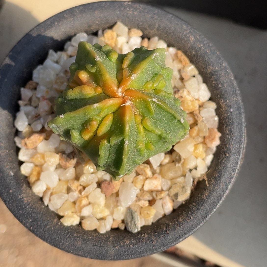 家***宝仙人球实生红叶核桃