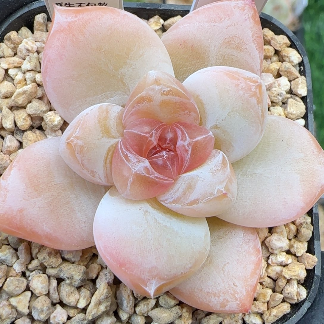 073   苏芳   5厘米盆