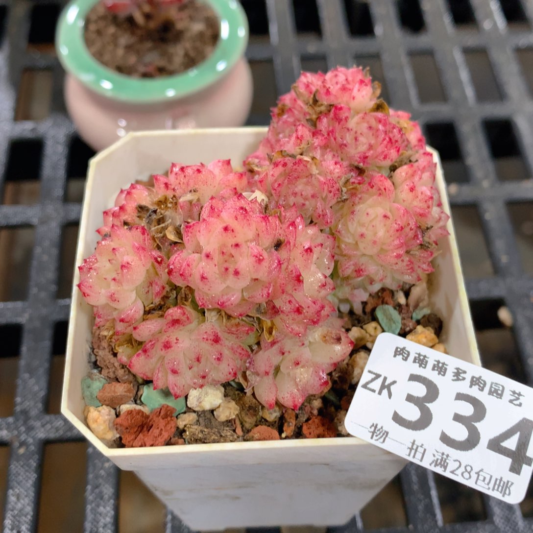 肉萌萌拇指盆精控多肉ZK334