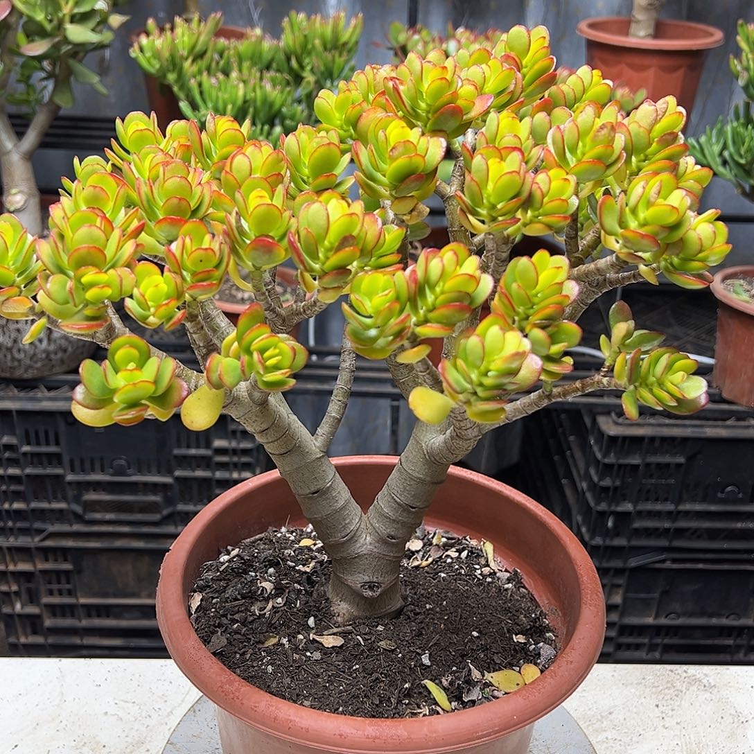 孤****5年摇钱树带土球发货