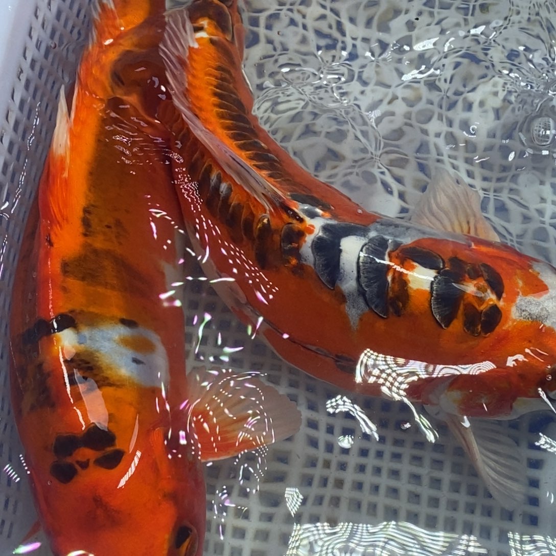 锦鲤冷水锦鲤包邮