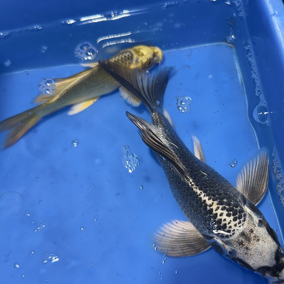 蝴蝶鲤鱼一银一金