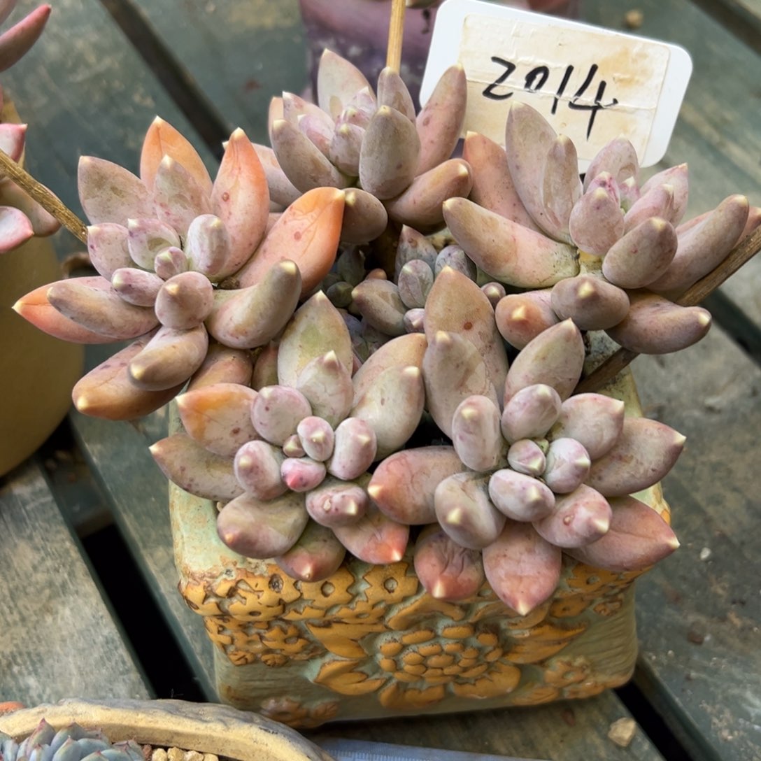 @****松果美人2014号一物一拍