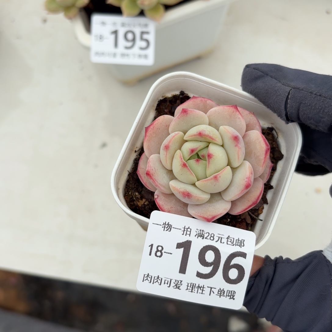 白底香草无盆土发货