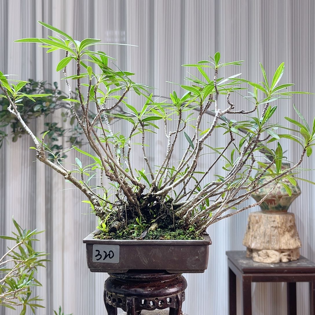 L***U无花朵2545888796658866655888