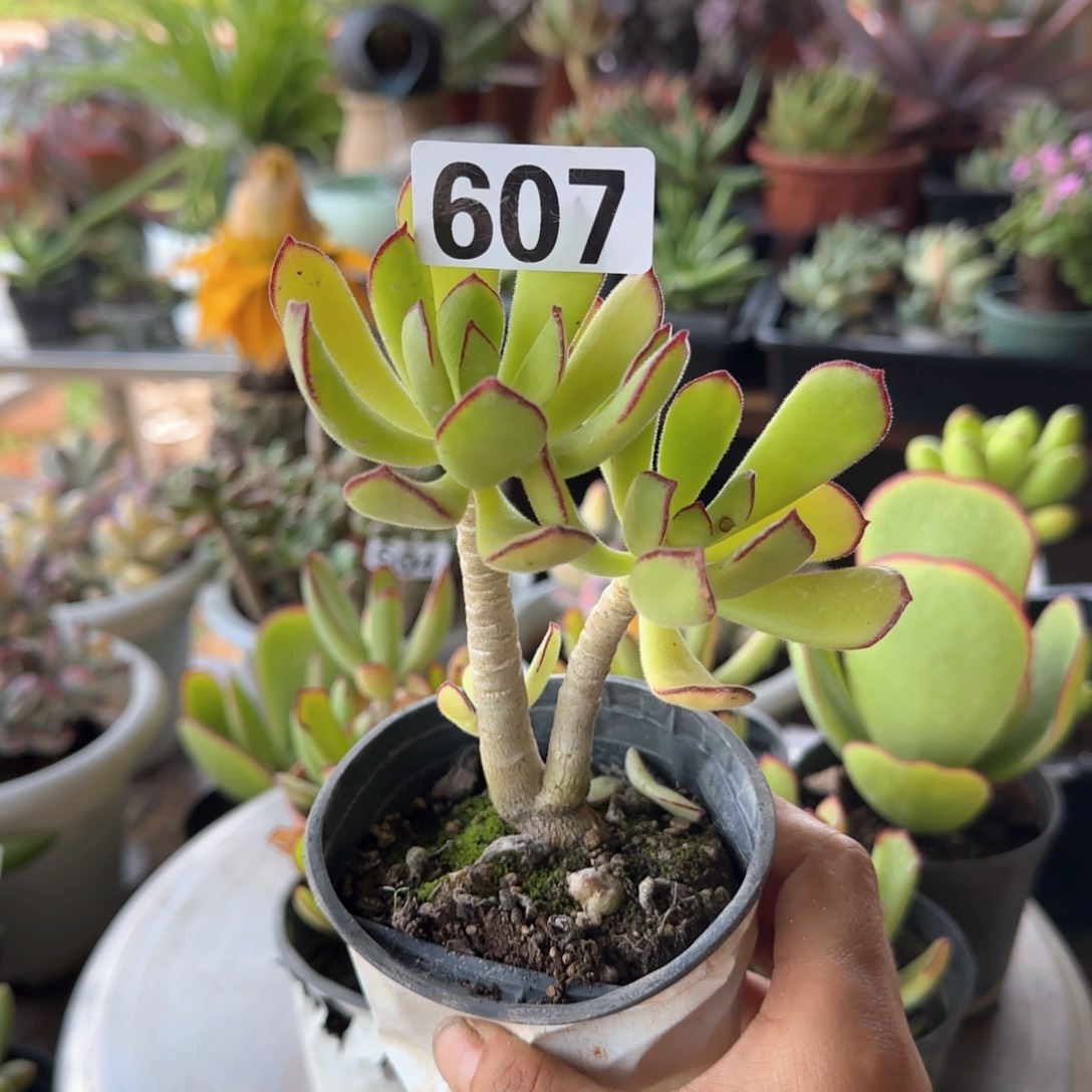 607号 一物一拍 一物一拍