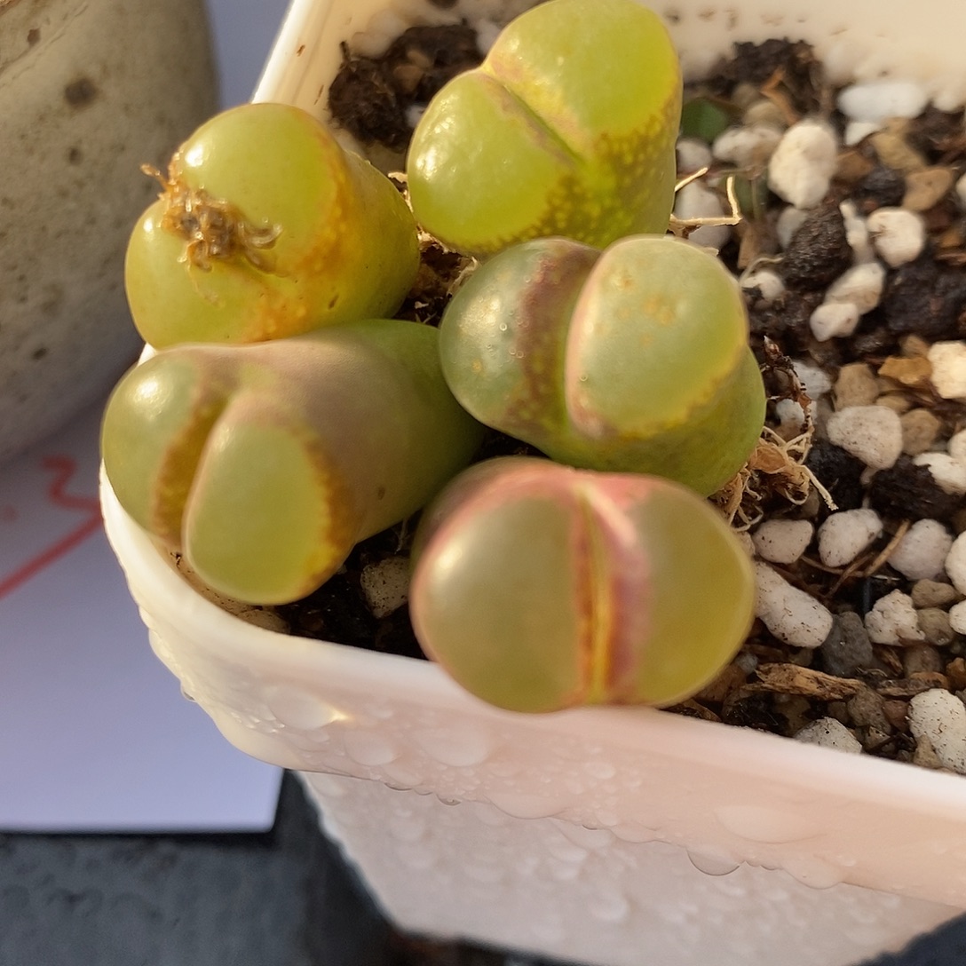 315粉红女郎样品1颗