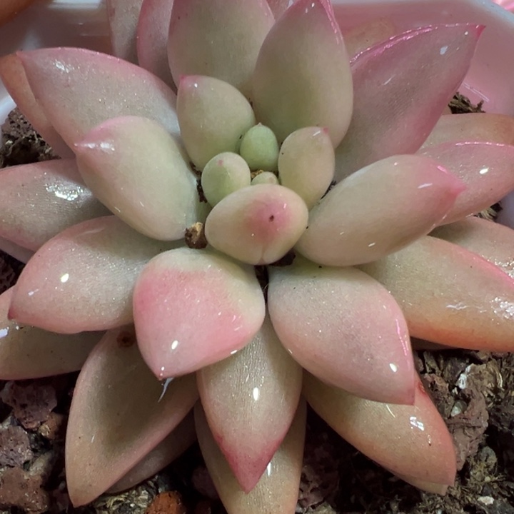 红蜻蜓白锦多肉植物1921