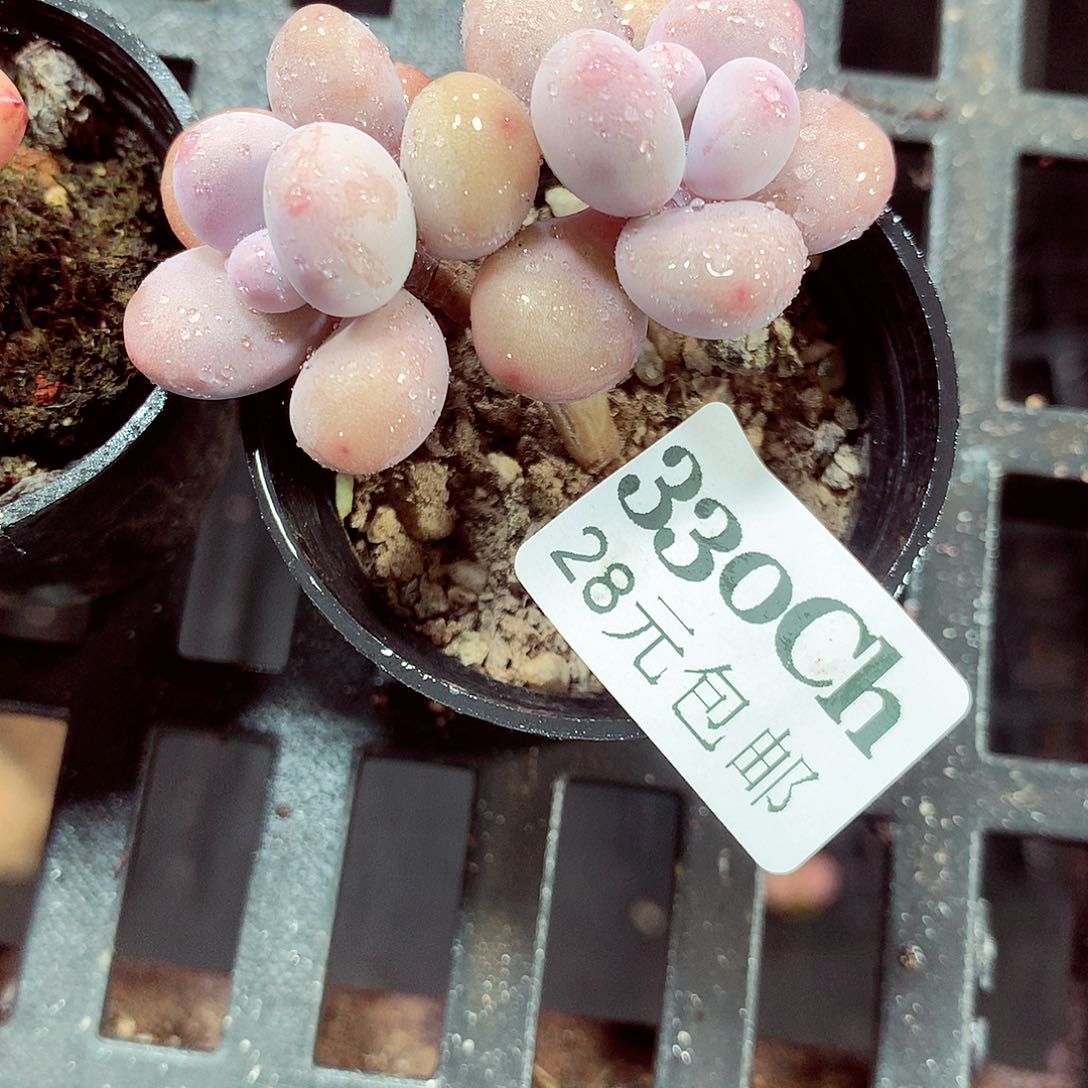 5厘米盆精控多肉330