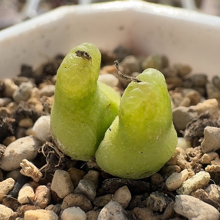 134 大型小葫芦。     