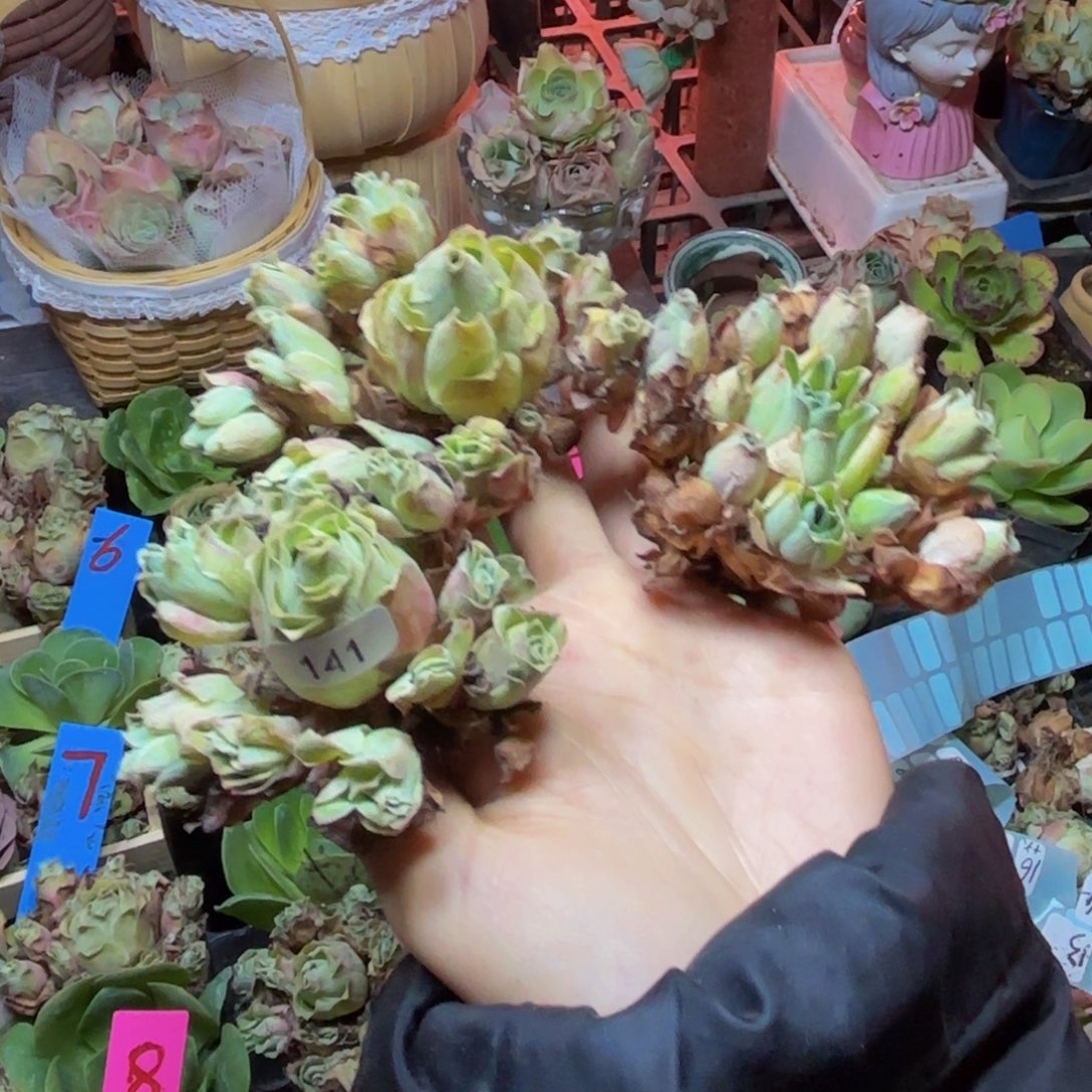 梦***样山地玫瑰多肉植物花卉141