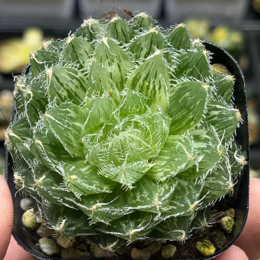 244大窗塞米维亚玉露锦