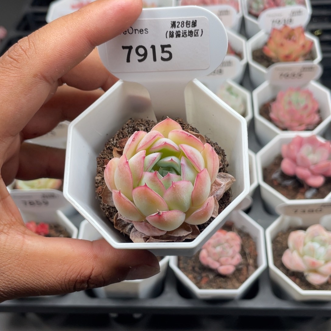 7915橘子冰4.0厘米