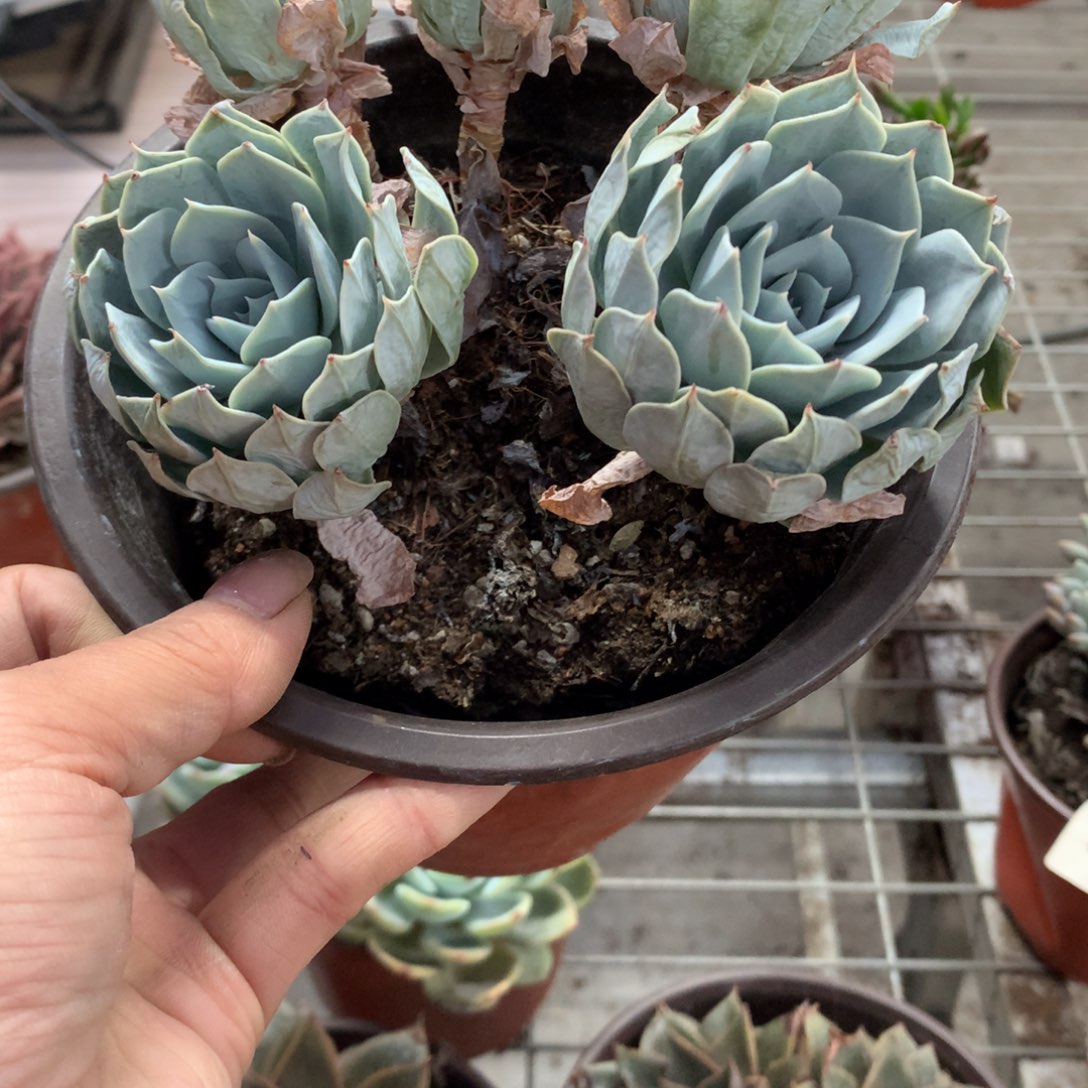 旧**远薄叶蓝鸟多肉植物