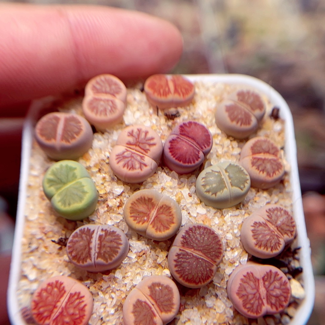 530好带盆盆人包邮发货