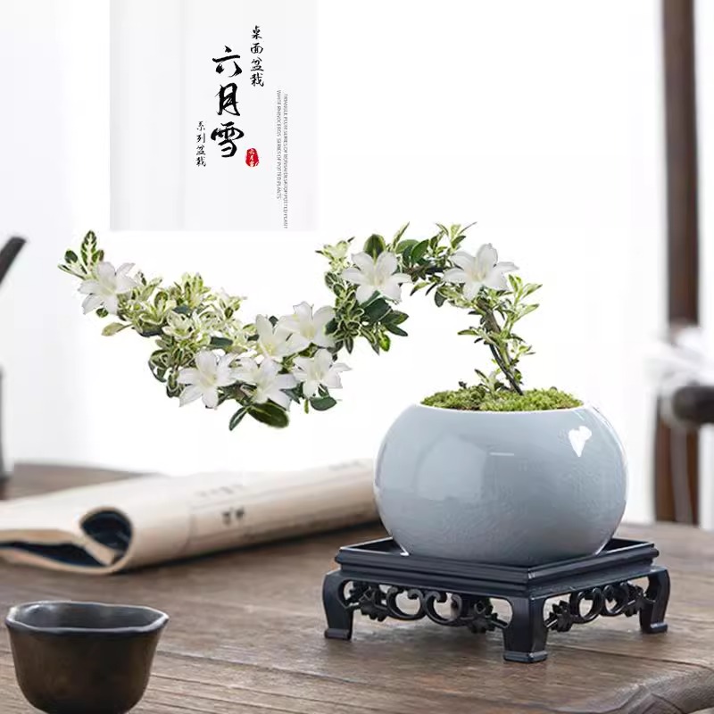 六月雪盆景悬崖式老桩办公室绿植桌面美观小盆栽植物室内中式摆件