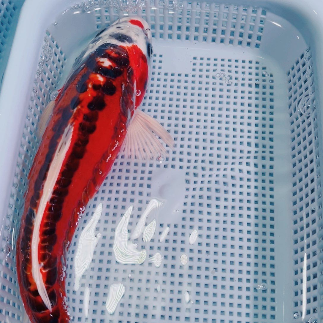 锦鲤锦鲤冷水鱼观赏110