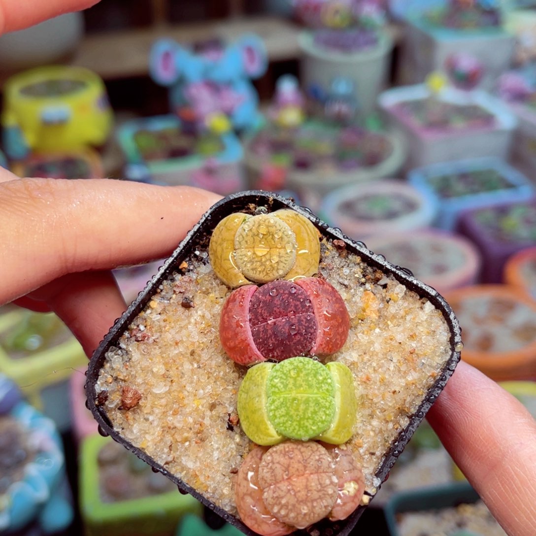 415。 568957867887888