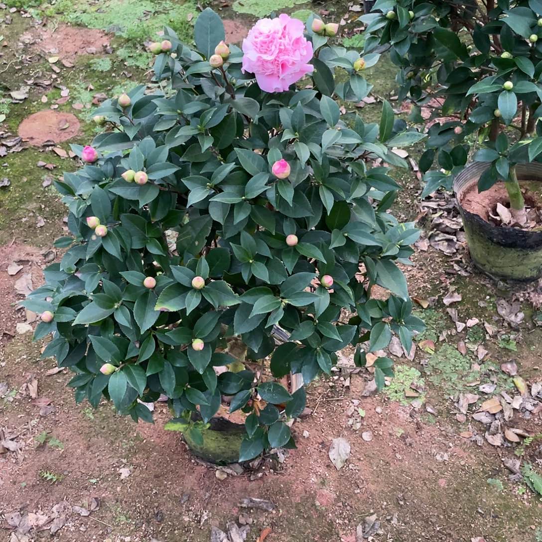 锋***原完全开放香妃茶花