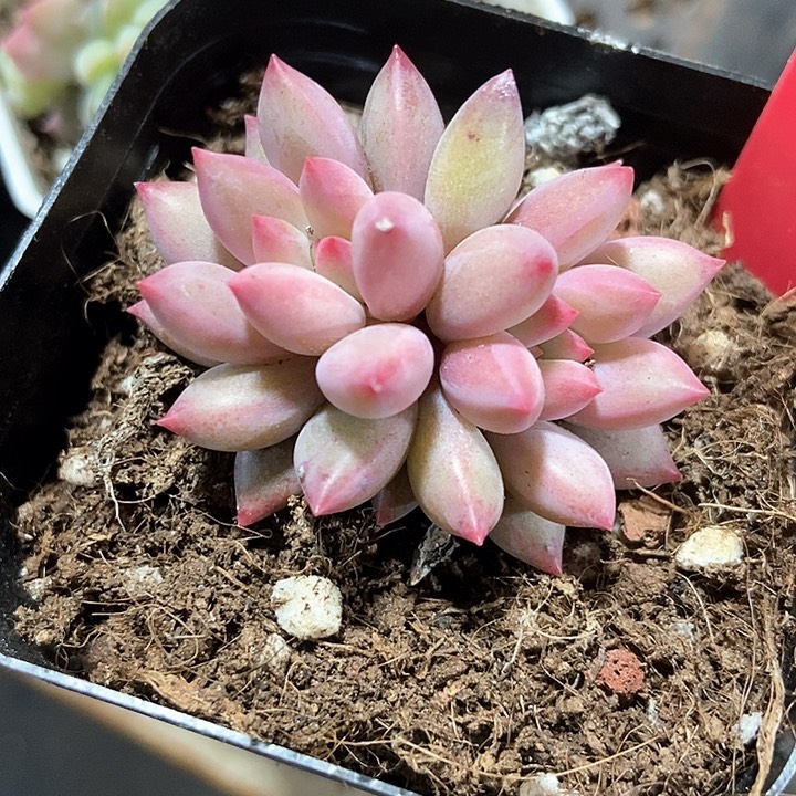 多肉植物虞美人806