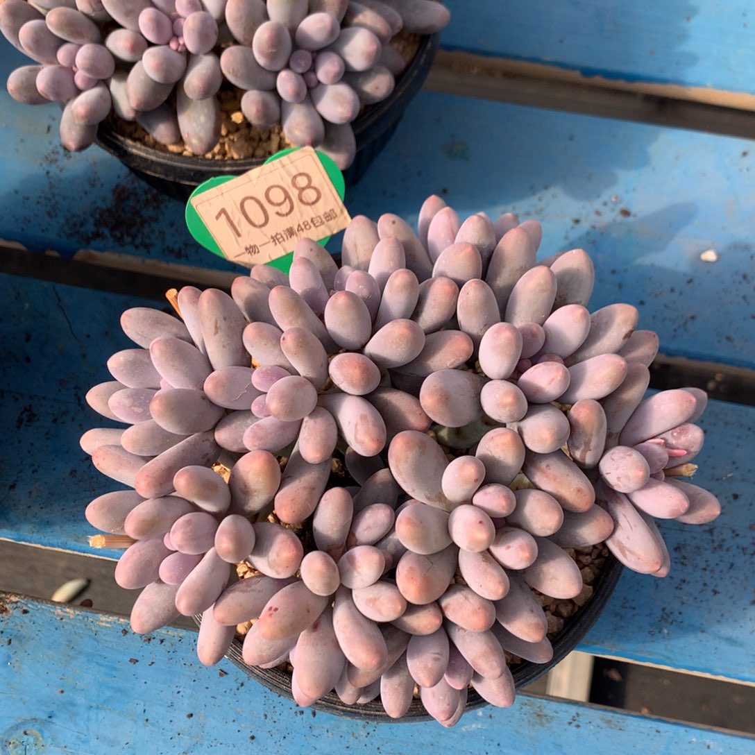 柠***萌大叶汤圆无砍平头1098