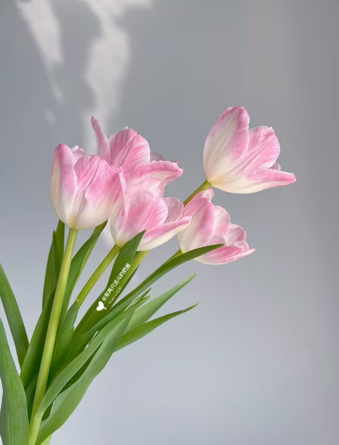 【头等舱】粉色郁金香可做折瓣造型郁金香